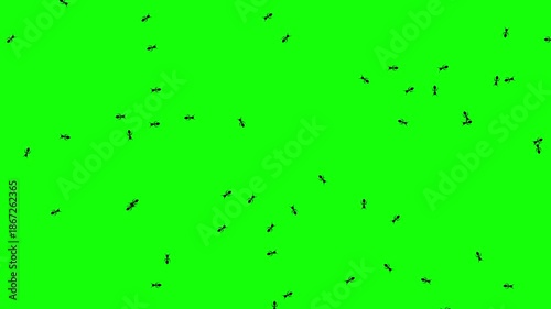 Ants moving on a green screen