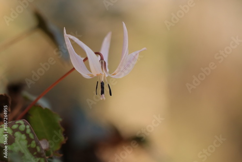 fiore di dente di cane in primavera nel bosco