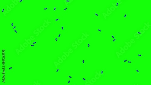 Blue ants moving on a green screen