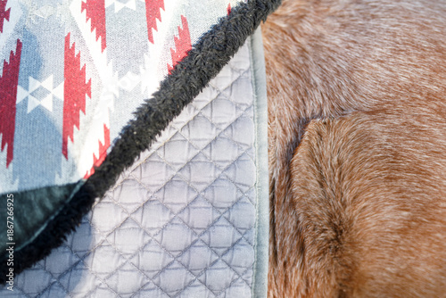 Close up of horse with blan...