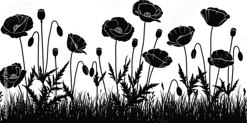 Black silhouette of poppy flowers and wild meadow grass isolated on white background for floral garden landscape design graphic elements.
