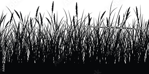 Black silhouette of pampas grass and meadow reeds field, botanical nature plants isolated on white background, vector illustration, outdoor landscape.