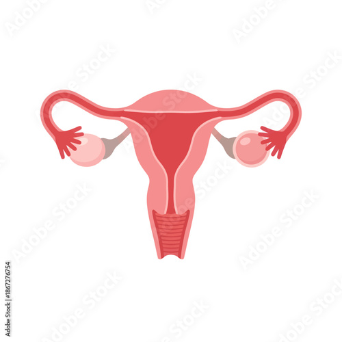 Female Reproductive System Anatomy Diagram