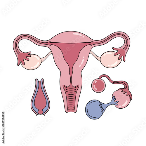 Female reproductive system anatomy illustration: uterus, ovaries, fallopian tubes, cervix, vagina, and ovum.