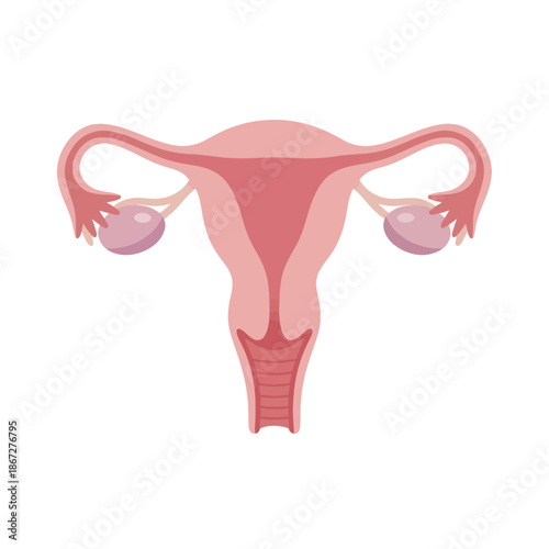 Female Reproductive System Anatomy Illustration - Uterus, Ovaries, Fallopian Tubes