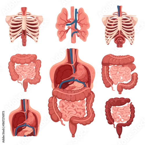 Human Anatomy Collage: Rib Cage, Lungs, Heart, Digestive System - Medical Illustration