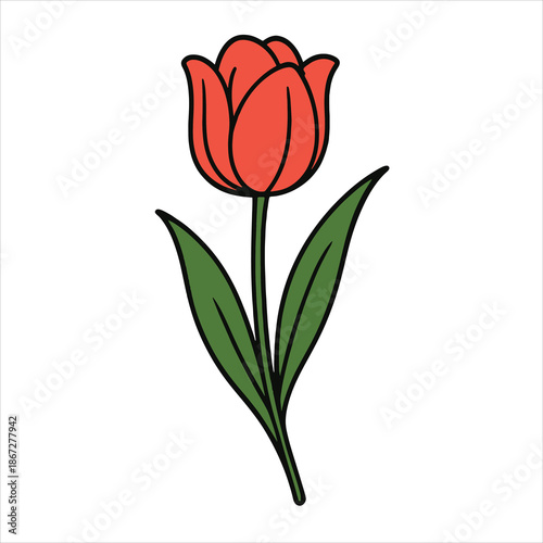 vector illustration of tulip