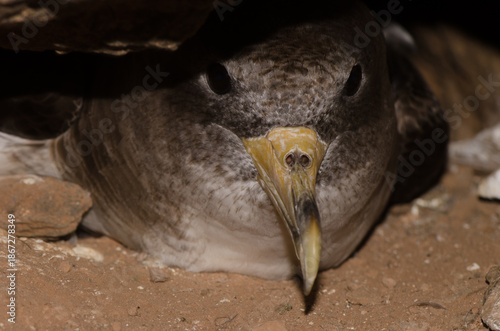 Cory's shearwater Calonectris borealis in its burrow. Las Pardelas ravine. Mogan. Gran Canaria. Canary Islands. Spain.