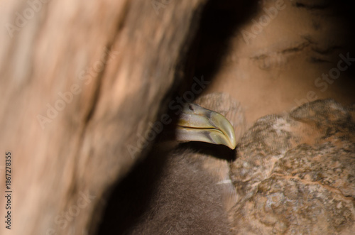 Chick of Cory's shearwater Calonectris borealis in its burrow. Las Pardelas ravine. Mogan. Gran Canaria. Canary Islands. Spain.