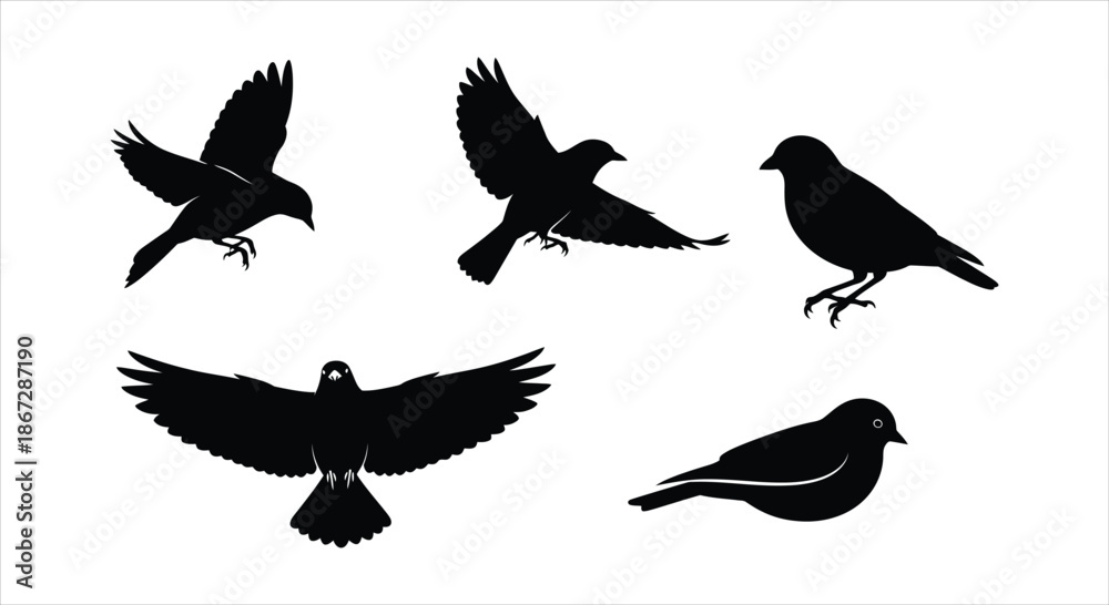 Obraz premium Silhouettes of five different birds in flight and perched
