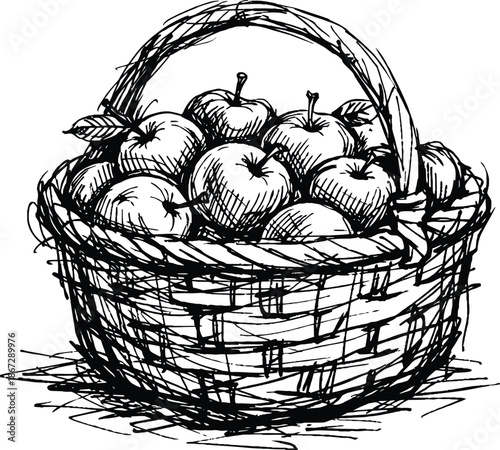 Hand-drawn sketch illustration of a wicker basket filled with fresh apples Black and white vector line art for harvest and autumn themes