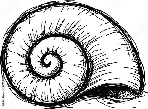Hand drawn sketch of a spiral seashell vector illustration