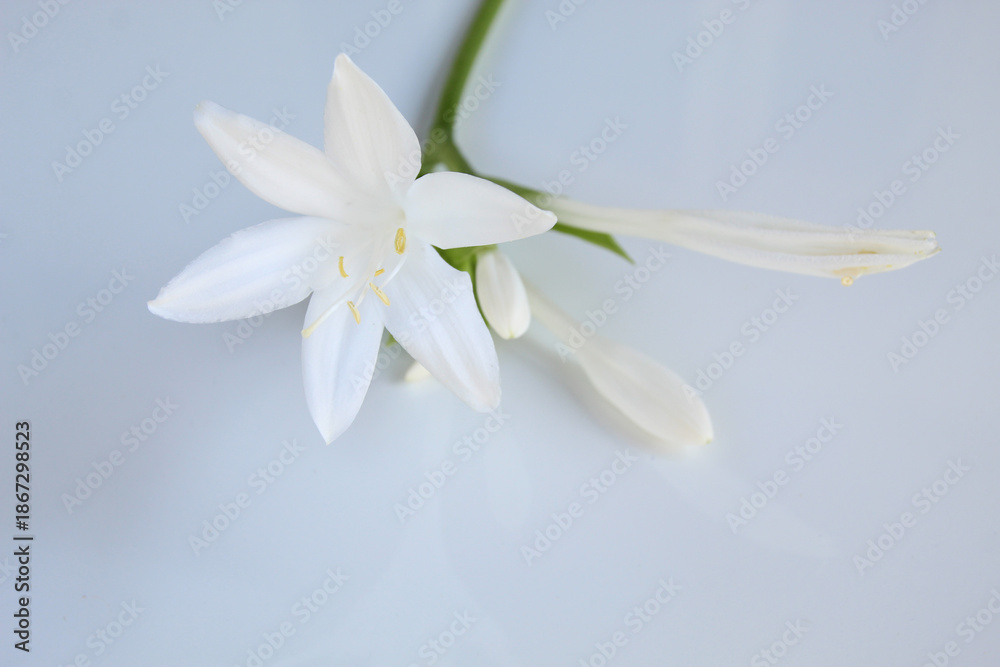 Fototapeta premium Elegant White Hosta Flower on Light Background: Minimalist Botanical Photography for Design, Interior Decor, and Greeting Cards.