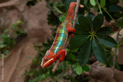 Portrait of a male chameleon with a lots of red colors
Portrait of a panther Chameleon in a Zoo