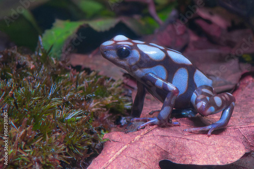Dendrobates auratus 