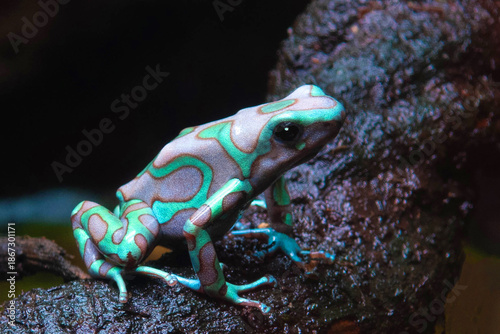 Tableau sur toile Dendrobates auratus higland bronze
Dendrobates auratus  higland bronze  on a b