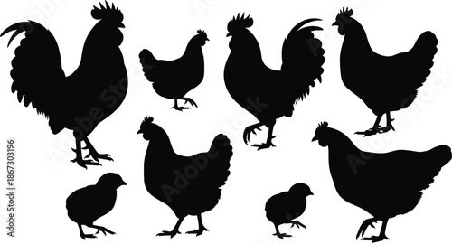 Set of black chicken silhouettes, rooster and hen silhouettes, farm birds and poultry icons isolated on white background for farm design and agriculture, vector illustration.
