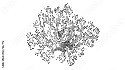 Detailed Vintage Engraving of Branching Marine Coral or Lichen Structure. Hand Drawn Scientific Illustration in Black and White.