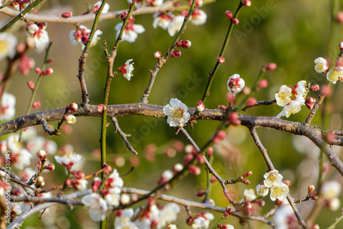 春の庭園で美しく咲き誇る白梅の枝と赤い蕾
