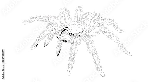 Detailed line art illustration of a hairy tarantula spider, an exotic and venomous arachnid, isolated on a white background.