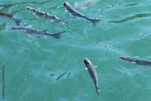 Fish swimming in the water