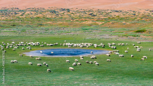 A fragile desert wetland ecosystem in the Tengger Desert, China, where sand dunes, sparse vegetation, grazing livestock, and seasonal surface water coexist.