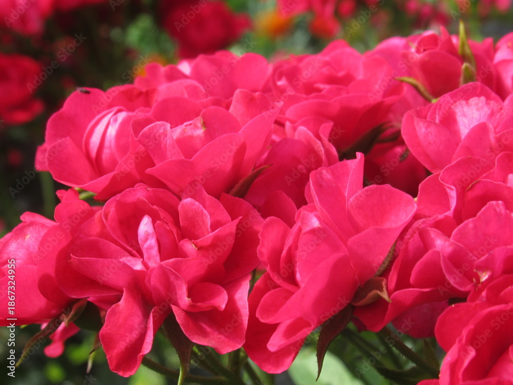 Naklejka premium Zbliżenie na kwiaty drobnej róży