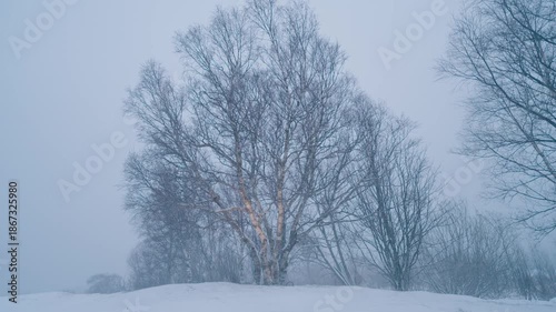 Wallpaper Mural Windy weather during winter Torontodigital.ca