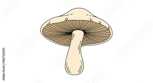 Simple colored illustration of a wild mushroom seen from a low angle, showing the beige cap, thick stipe, and detailed lamellae, isolated on a white background.
