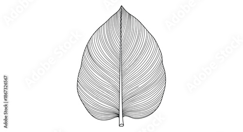 Highly detailed black and white botanical illustration of a broad leaf with intricate parallel venation, rendered in a classic vintage engraving or woodcut style.