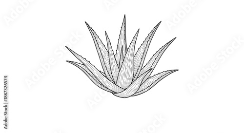 Vintage black and white illustration of a lush aloe vera plant, depicted in a detailed hand-drawn engraving or woodcut style, isolated on a white background.