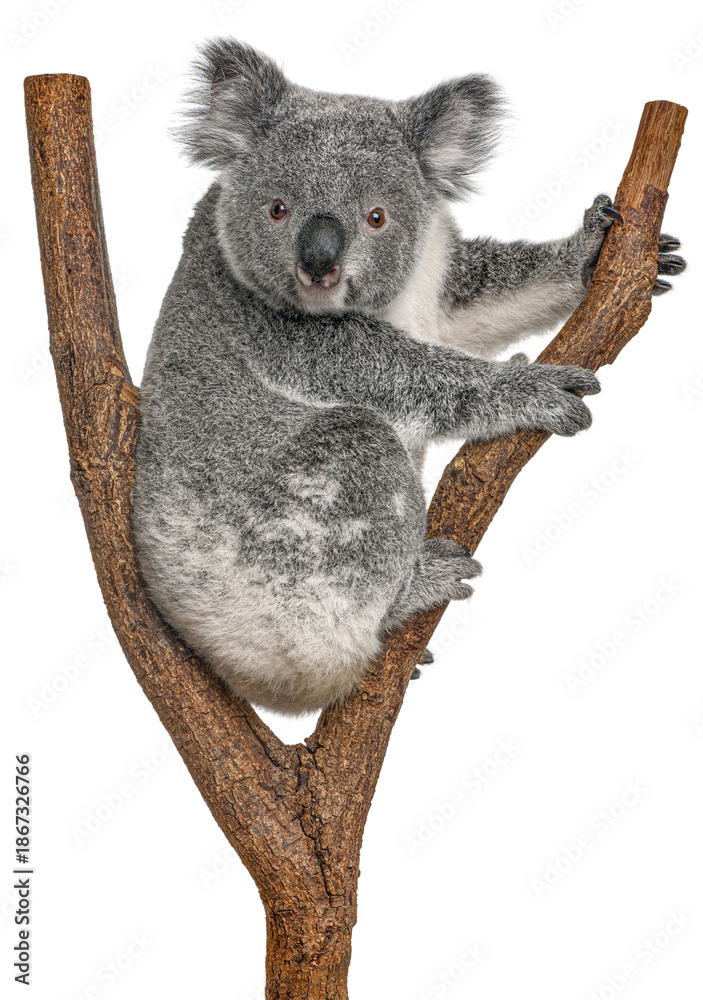 Εκτύπωση καμβά Koala bear climbing a branch looking at the camera, Phascolarctos cinereus, isol