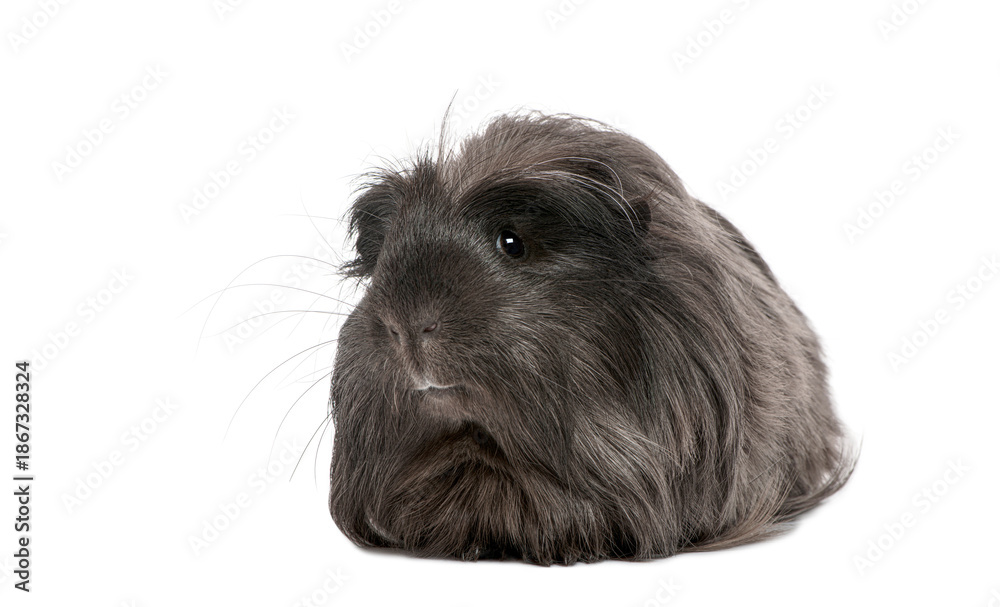 Obraz premium Dark long haired guinea pig on white background