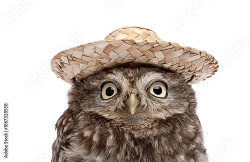 Little owl wearing straw hat portrait staring
