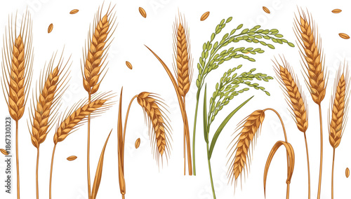 Cereal grain illustration set, wheat and rice plant comparison, golden stalks and green panicles with grains - flat vector illustration