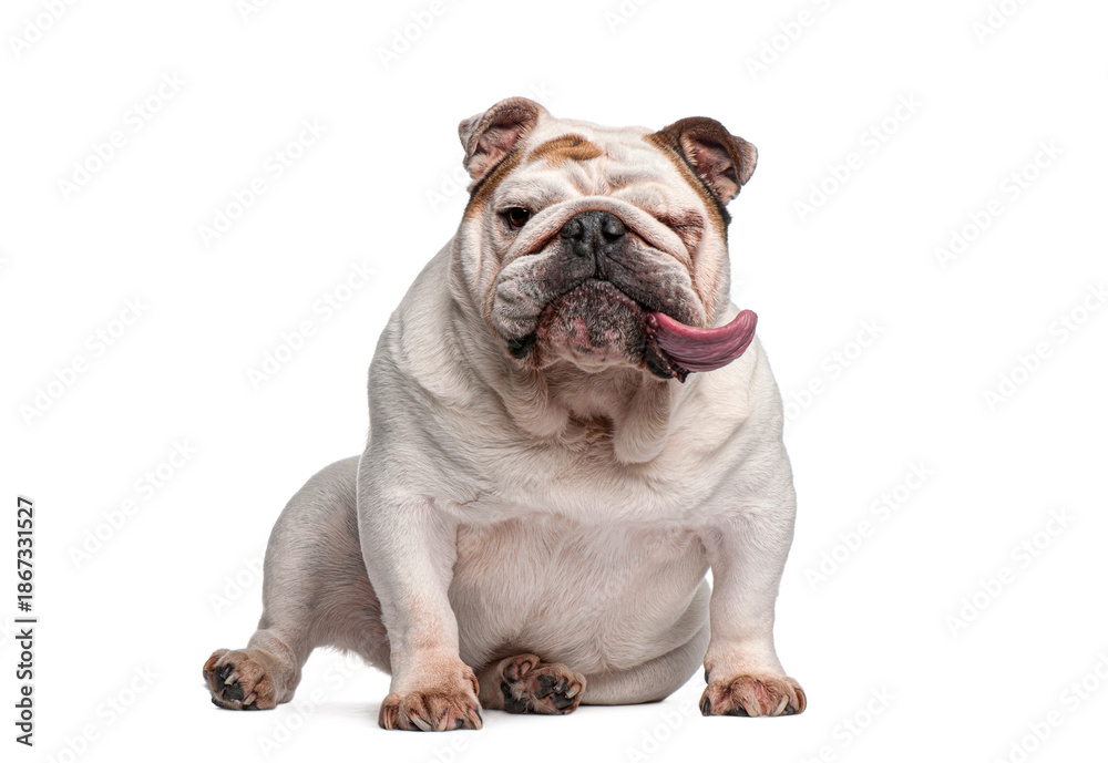 Obraz premium English bulldog puppy sitting and licking on white background