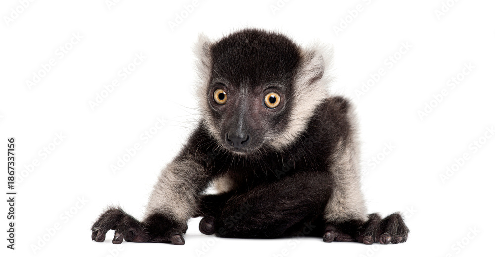 Fototapeta premium Young Black-and-white ruffed lemur, Varecia variegata subcincta, sitting on white background