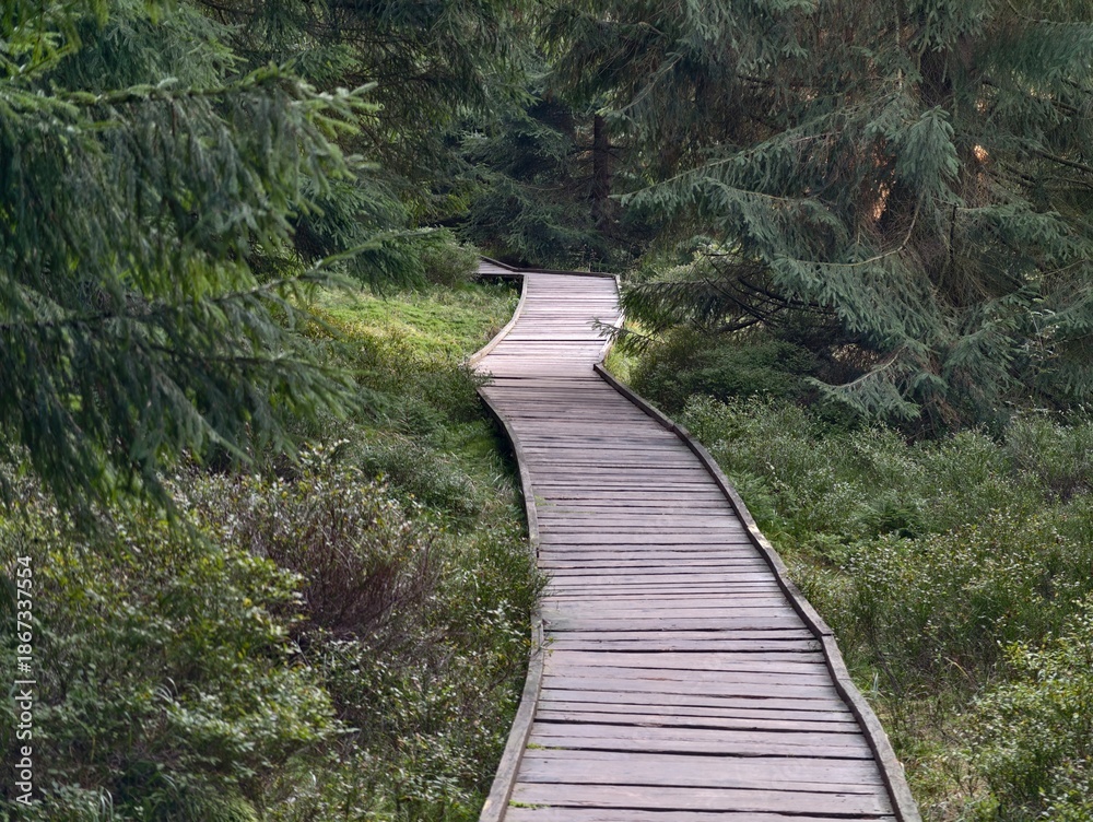 Obraz premium serene woodland trail amidst greenery, peaceful pathway navigating lush forest environment