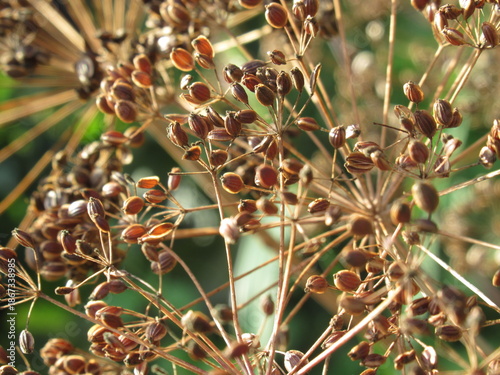 Zbliżenie na koszyczek kwiatowy kopru