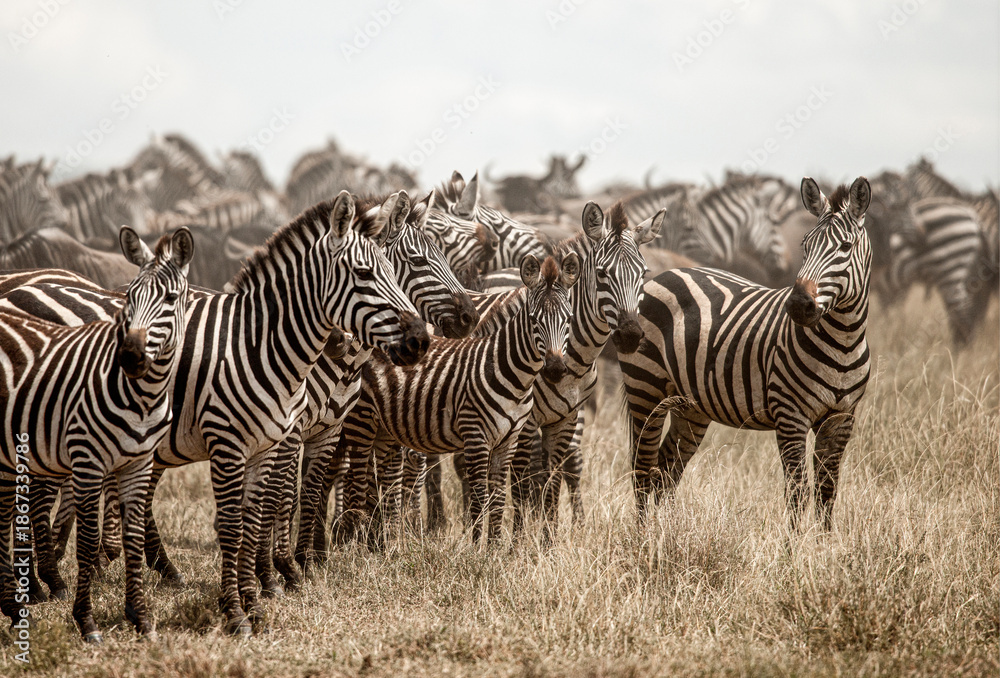 Fototapeta premium Herd of zebras standing in the african savanna during the great migration
