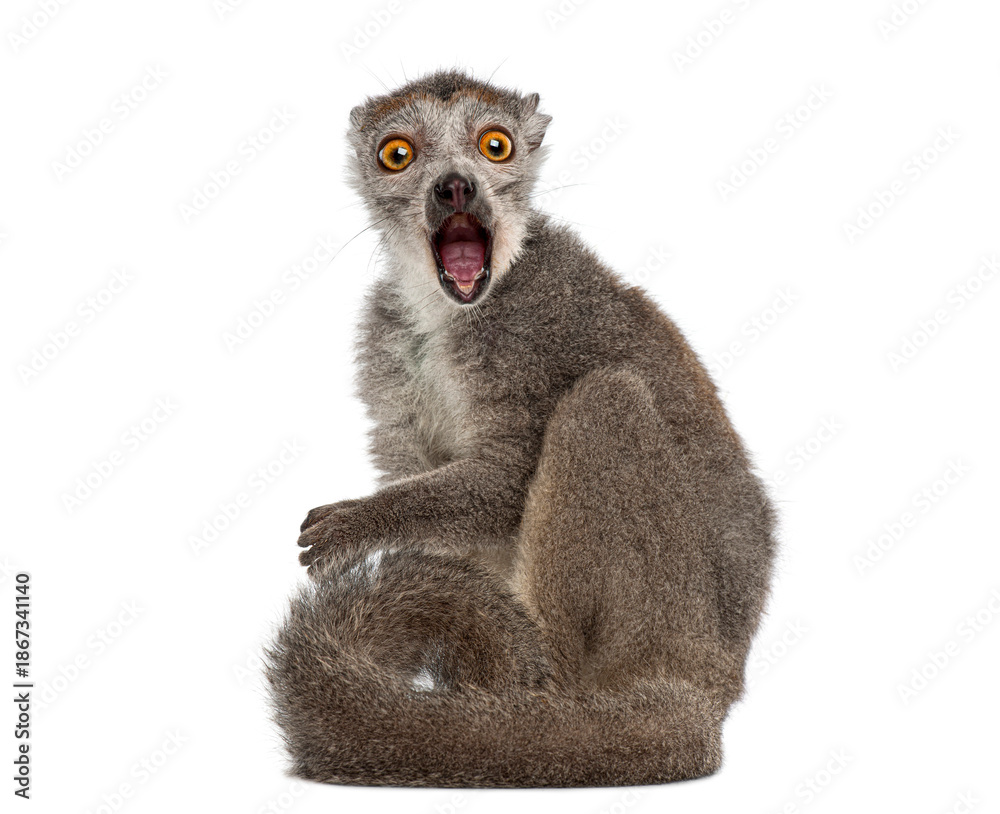 Fototapeta premium Crowned lemur, Eulemur coronatus, with wide eyes and open mouth expressing surprise