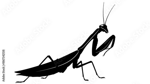 Elegant praying mantis silhouette on a clean white background creates graphic appeal