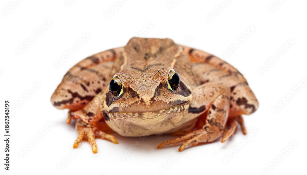 Fototapeta premium Moor Frog, Rana arvalis, amphibian animal front view on white background