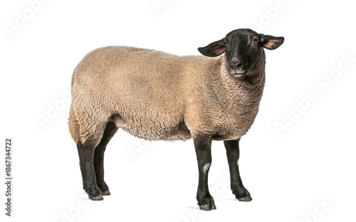 Foto Suffolk sheep standing on white background looking forward