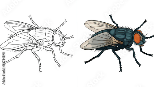 housefly anatomy illustration comparison line art and colored insect fly biology entomology vector isolated white background educational design