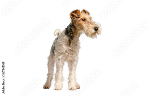 Canvas-taulu Wire fox terrier dog standing on white background
