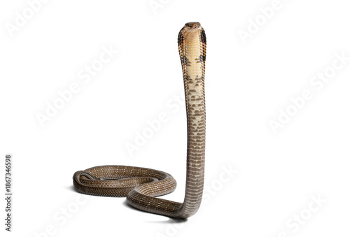 Foto king cobra, Ophiophagus hannah, standing upright looking directly forward