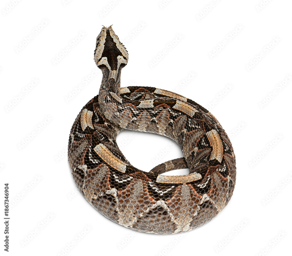 Obraz premium Gaboon viper snake coiling on white background
