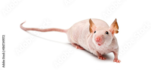 Photography Hairless rat with pink skin looking forward