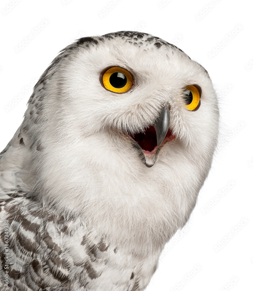 Obraz premium Female Snowy owl, Bubo scandiacus, looking with open beak on white background